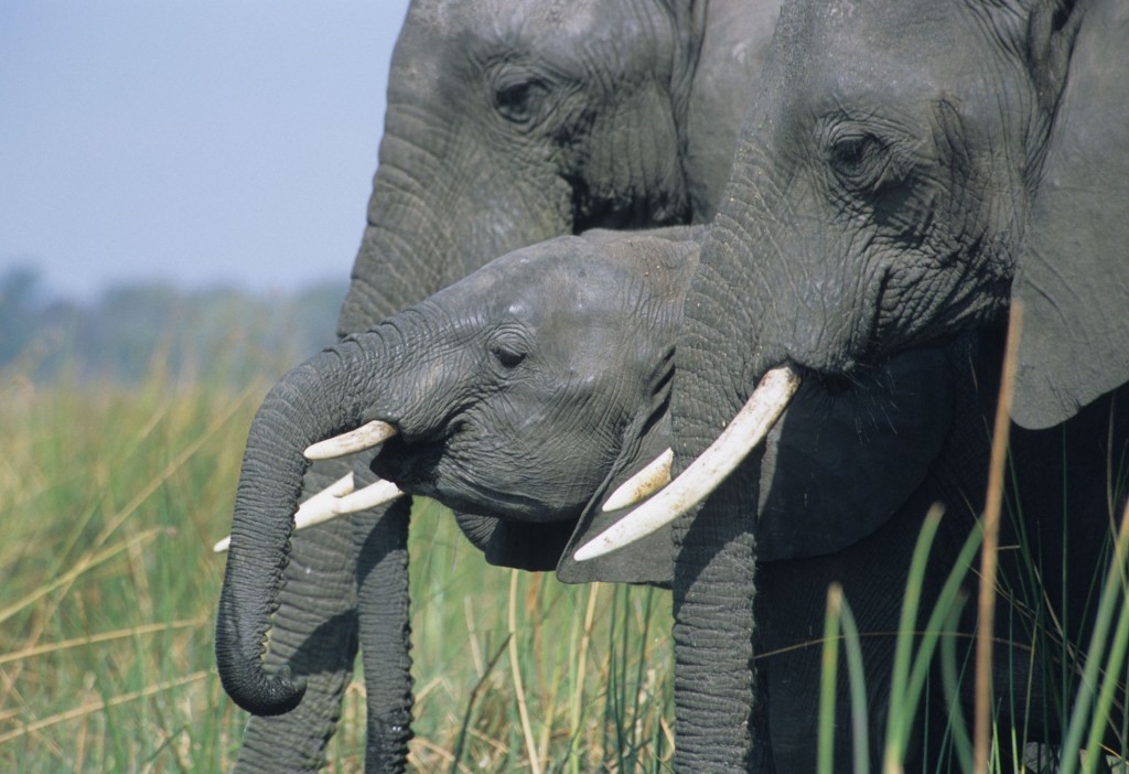  Titel: Elefantenfamilie in Malawi Thema: freies Thema Fotograf: Karlheinz Reichert, Aidlingen weiteres Copyright vorbehalten 