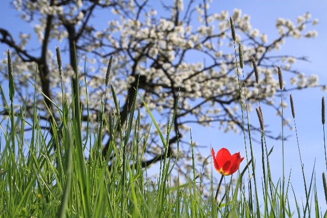  Titel: Tulpe bei den Kirschblüten Thema: freies Thema Fotograf: Steffen Sachs, Böblingen weiteres Copyright vorbehalten 