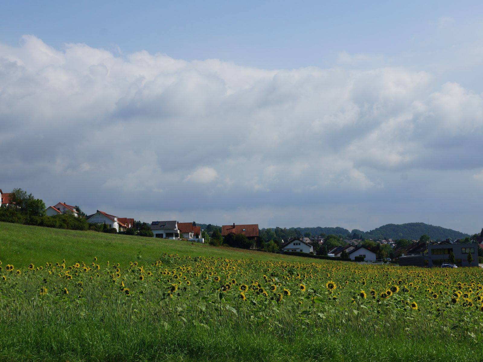  Blumenwiese in Aidlingen 