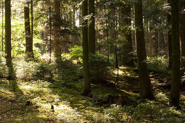 Brennholzverkauf 2023 - Das Forstrevier Aidlingen / Grafenau informiert